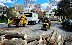 How Our Tree Care Process Works  in Howard Lake, MN